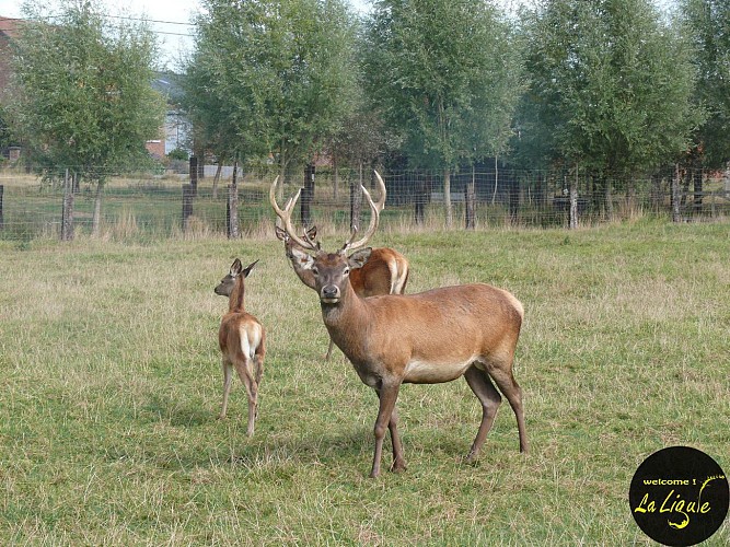 Ballade " La Ligule" entre Mignault et Ecaussinnes