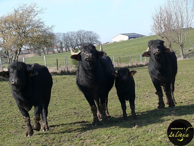 Ballade " La Ligule" entre Mignault et Ecaussinnes
