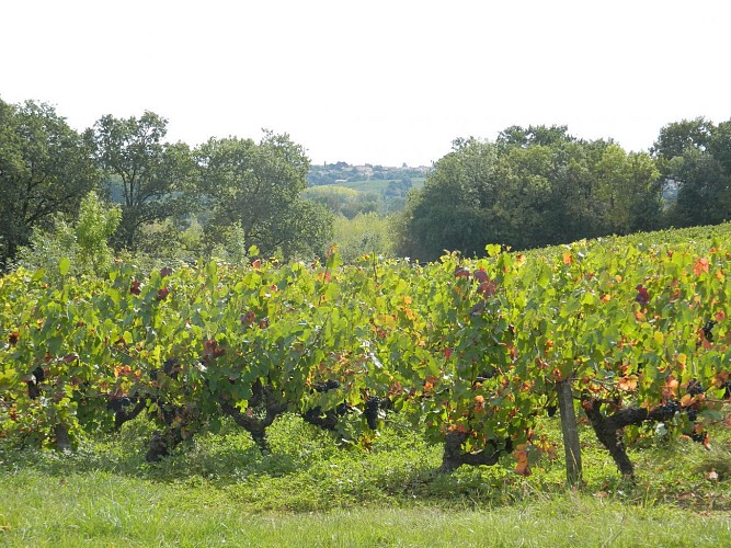 Balade aux Pierres Meslières, entre vignes et bords de Loire - SAINT GÉRÉON