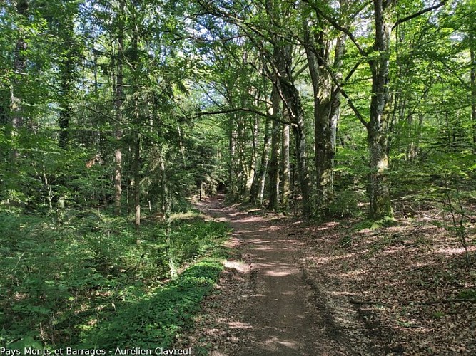 Bois de la font des fièvres