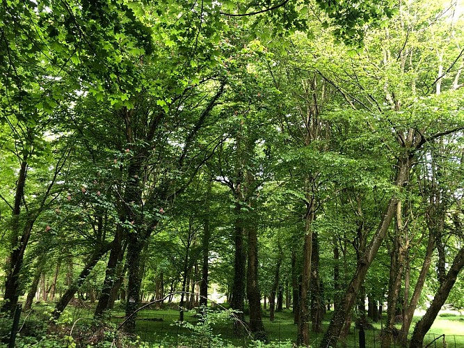 Le bois de Lesches