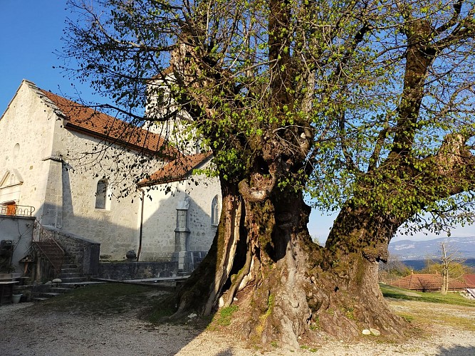 Le tilleul de Sully et l'église Saint Nicolas à Villes