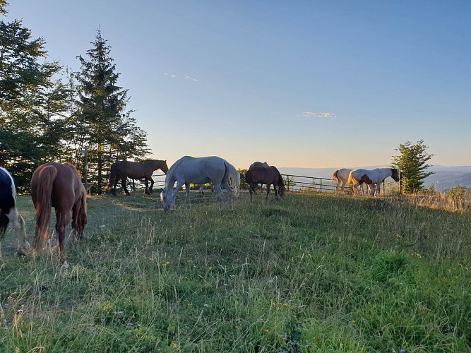 Point de vue Cernaise