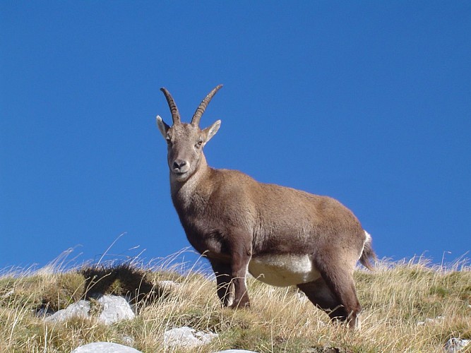 GR5 : Alpage de Bise - Refuge de Trébentaz