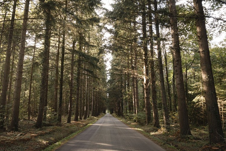 Forêt