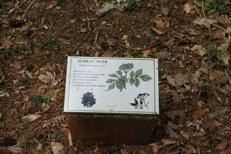 Escapades sur les Crêtes n°16 - L'Arboretum du bois de la Vierge (Vendresse - 1,2km)