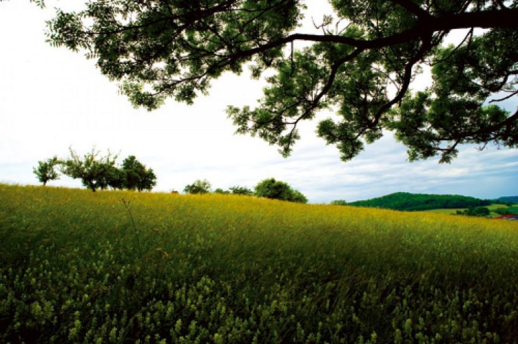 Escapades sur les Crêtes n°8 - Le bois d'Enelle (Boulzicourt - 9,6km)