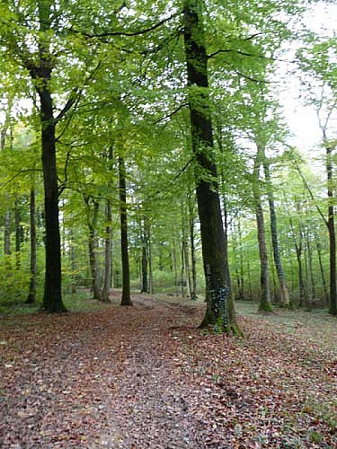 Escapades sur les Crêtes n°8 - Le bois d'Enelle (Boulzicourt - 9,6km)