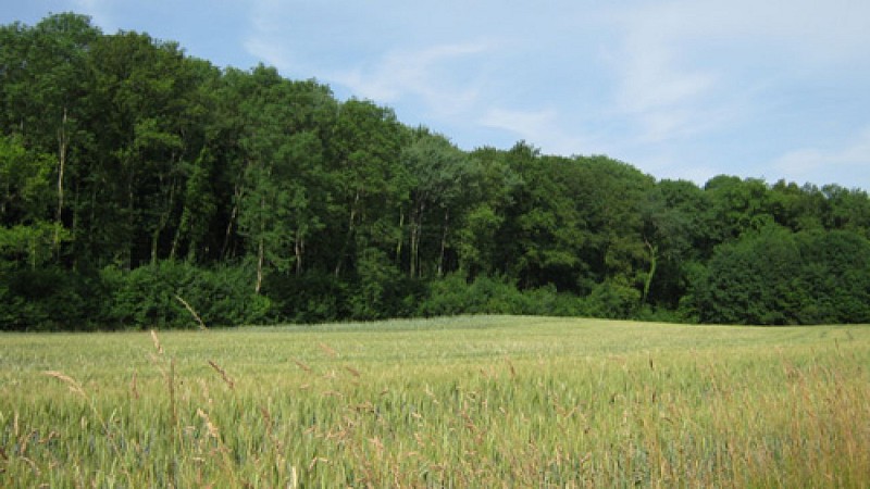 Escapades sur les Crêtes n°9 - La boucle jaune (Singly)