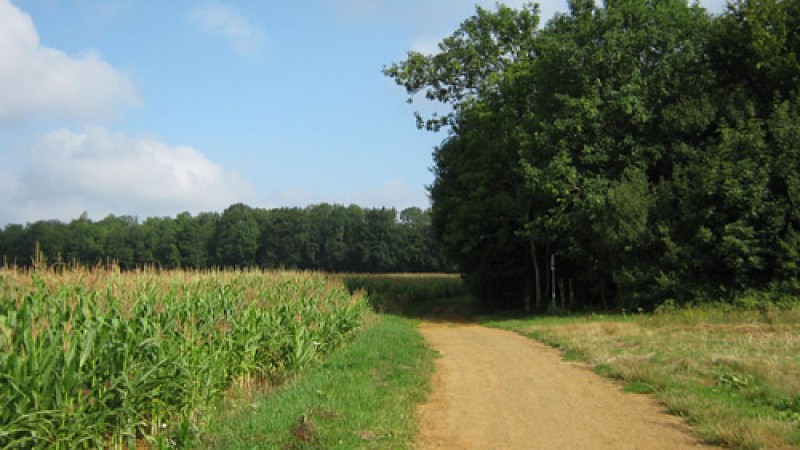 Escapades sur les Crêtes n°12 - Le Patrouillard (Villers-le-Tilleul - 5km)