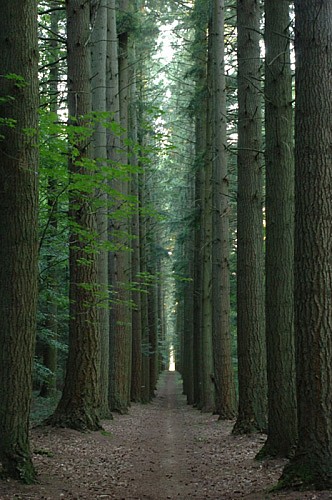 Escapades sur les Crêtes n°14 - Le bois de la Vierge (Vendresse - 5,1km)