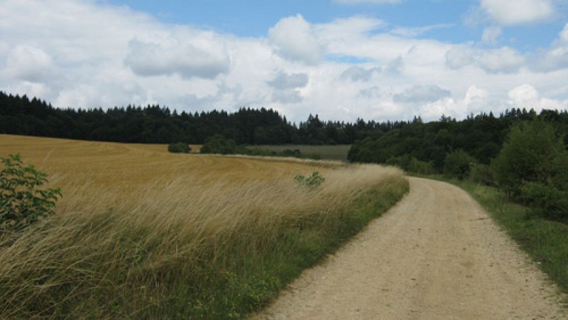 Escapades sur les Crêtes n°14 - Le bois de la Vierge (Vendresse - 5,1km)