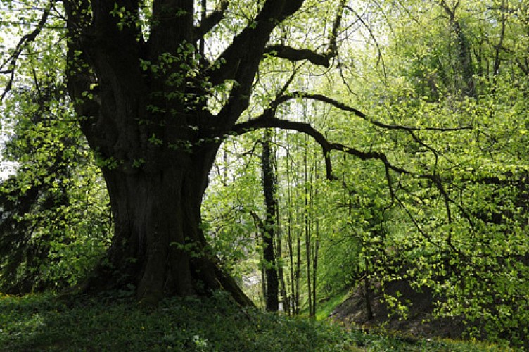 Randonnée - Le bois de Chagny