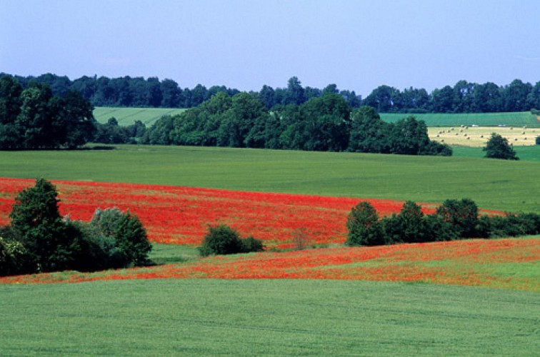 Escapades sur les Crêtes n°22 - À Buisonwé par Le Pas (Puiseux)