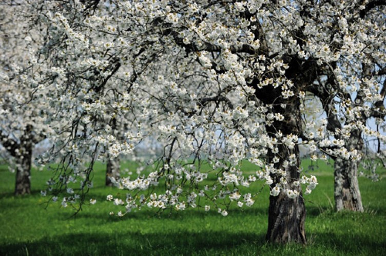Escapades sur les Crêtes n°27 - Au cœur des vergers du Tourteronnais (Guincourt - 8,8km)