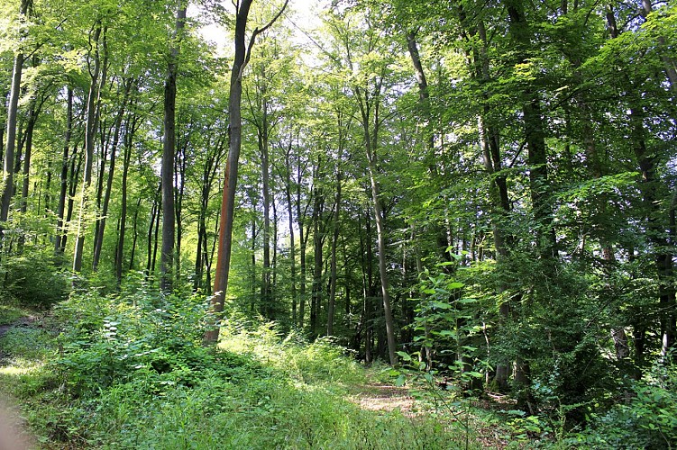 Forêt Sitterswald - Allemagne