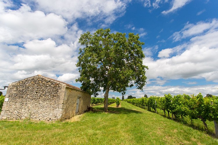 Vignobles E2M-II® David Remazeilles (Gironde Tourisme).jpg