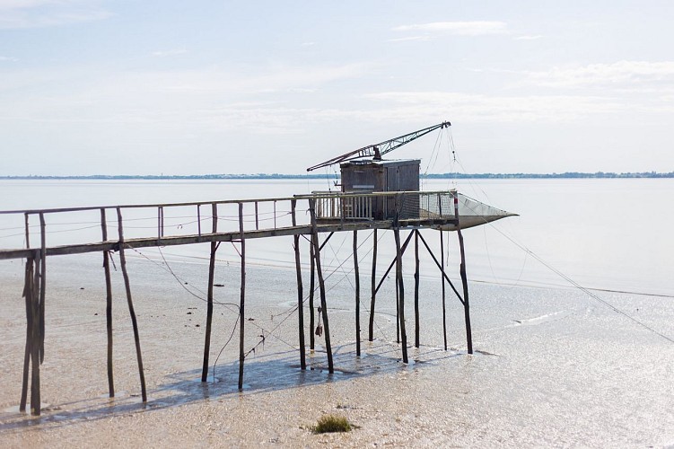 Terre d'oiseaux 1-® David Remazeilles (Gironde Tourisme)