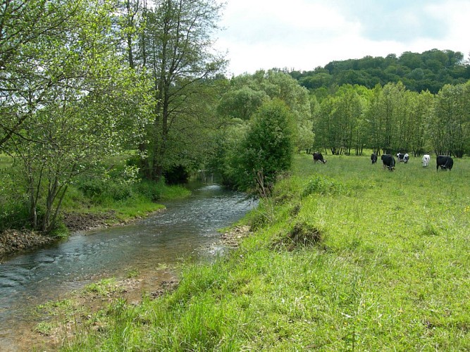 Circuit des hêtres tortillards
