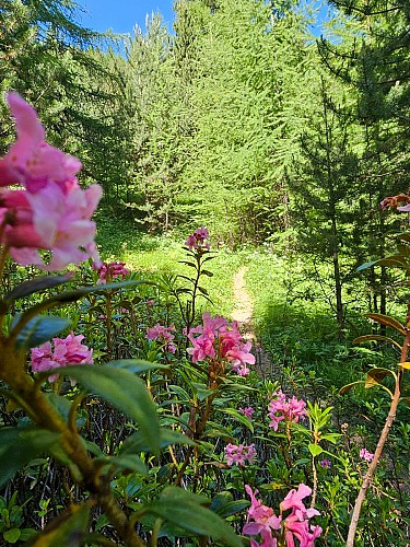 Cervières botanical trail_Cervières