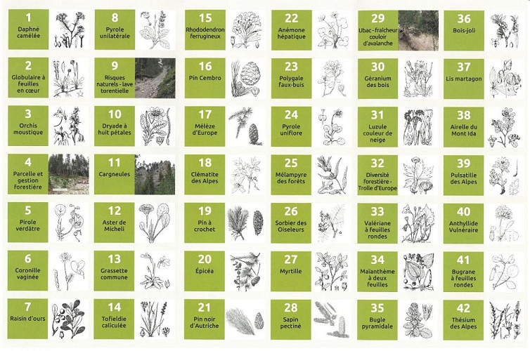 Cervières botanical trail_Cervières