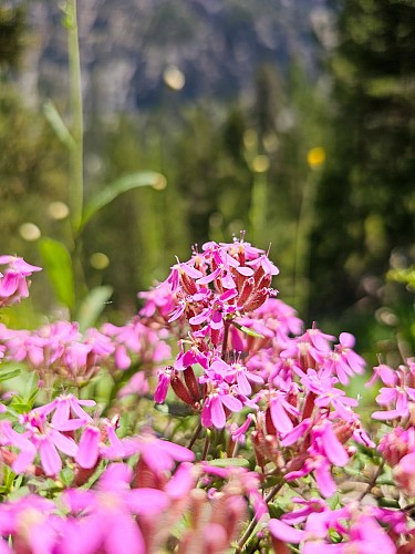 Sentier botanique de Cervières_Cervières