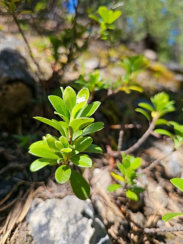 Sentiero botanico delle Cervières_Cervières