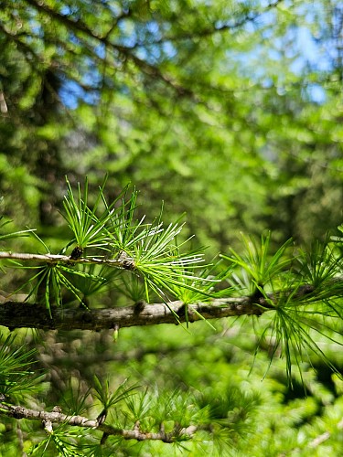 Sentiero botanico delle Cervières_Cervières