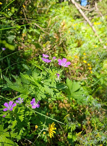 Sentiero botanico delle Cervières_Cervières