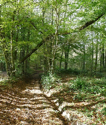 Escapades sur les Crêtes n°68 - Le bois de Néparcy (Thin-le-Moutier - 9,4km)