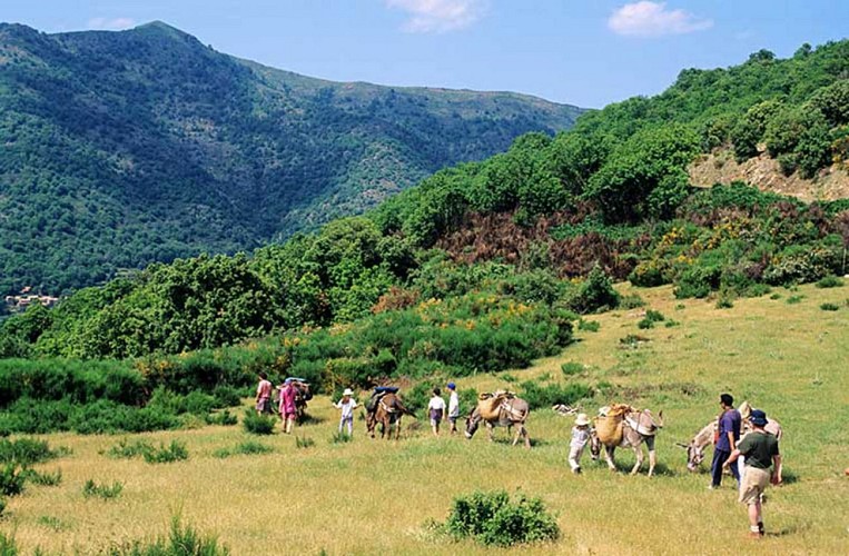 GR70-chemin-stevenson-cevennes-col-de-Bes