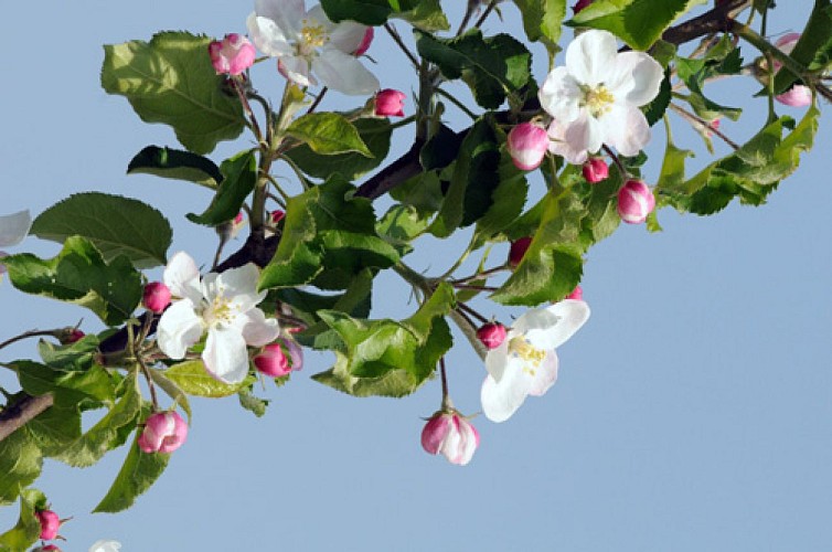 VTT - Le Tourteronnais
