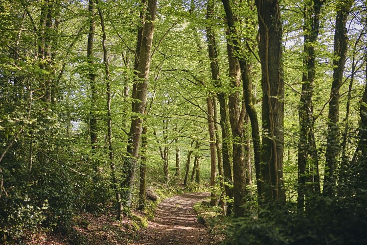 Circuit du Moulin - Ver