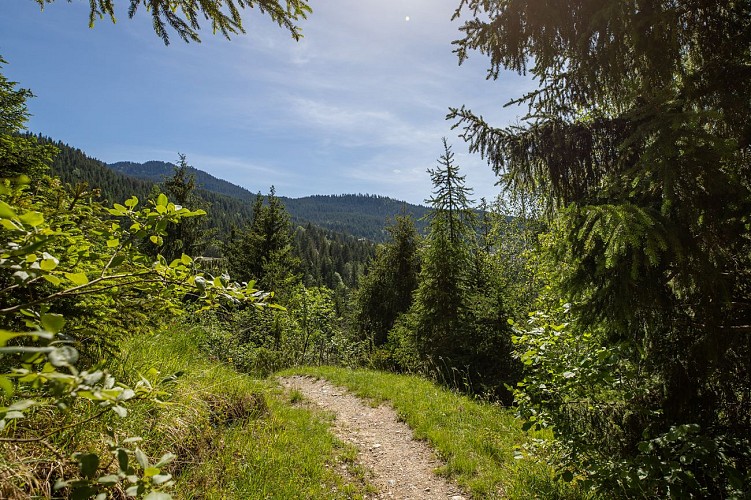 Chemin des chevreuils