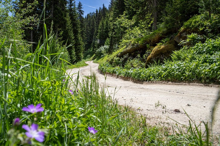 Chemin des Ecureuils - Le Bouc Blanc