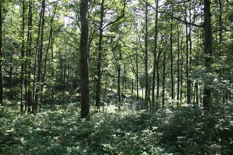 Forêt de Sivens
