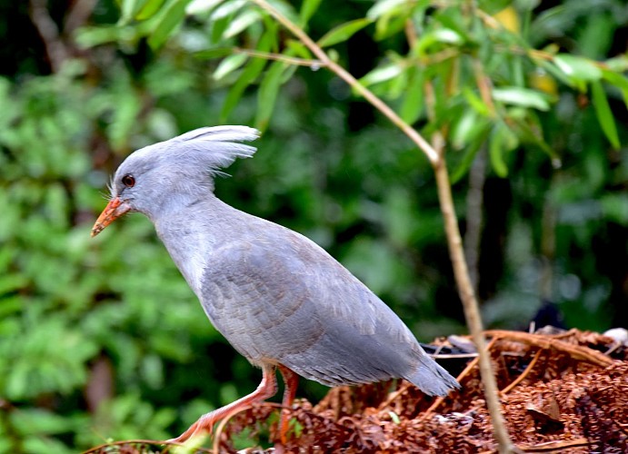 Parc des Grandes Fougères