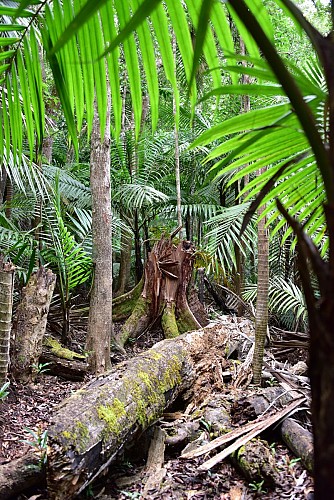 Parc des Grandes Fougères