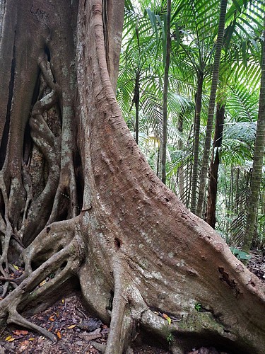 Parc des Grandes Fougères