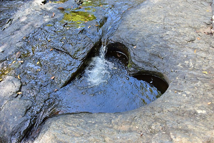 Parc des Grandes Fougères