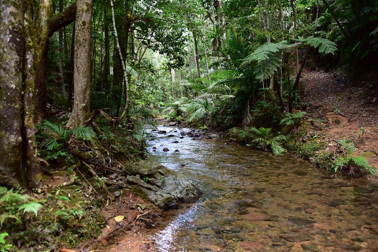 Parc des Grandes Fougères