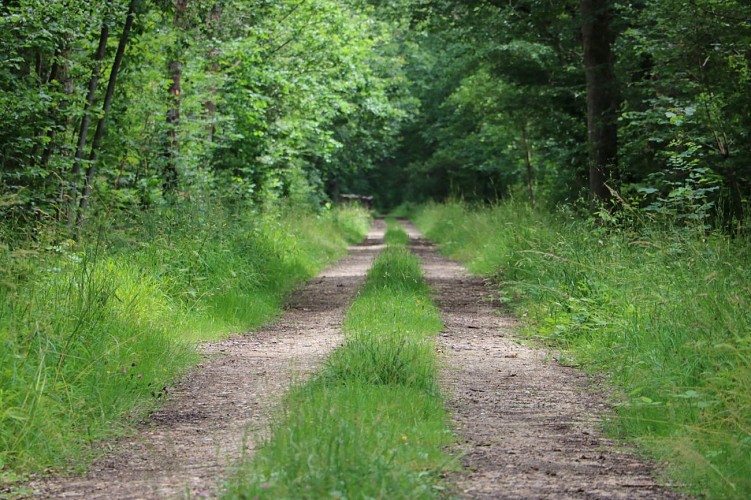 Forêt de Barbeau