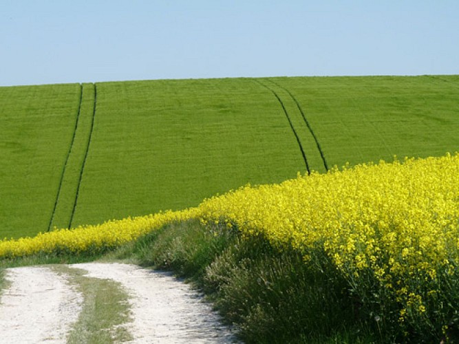 VTT - La Champenoise