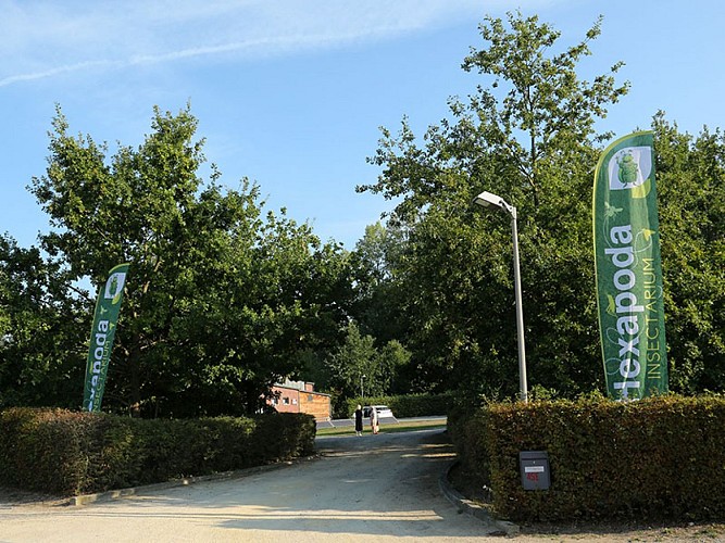 Hexapoda 062A2732 ©