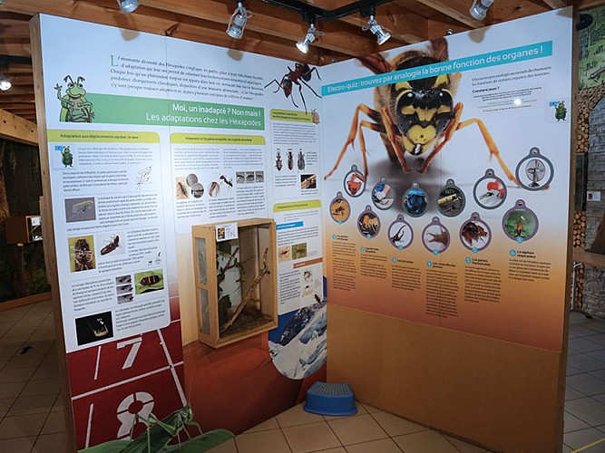 Hexapoda 062A2768 ©