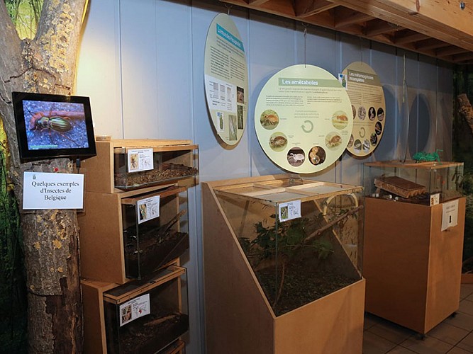 Hexapoda 062A2771 ©FTPL P.Fagnoul