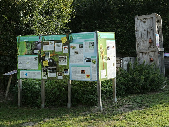 Hexapoda 062A2741 ©FTPL P.Fagnoul