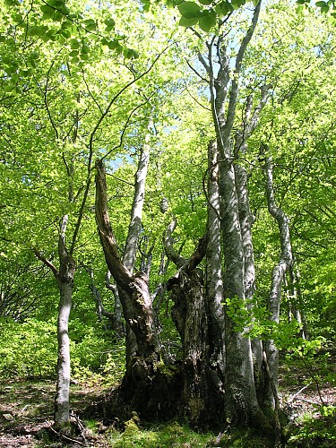 Boucle des bergeries