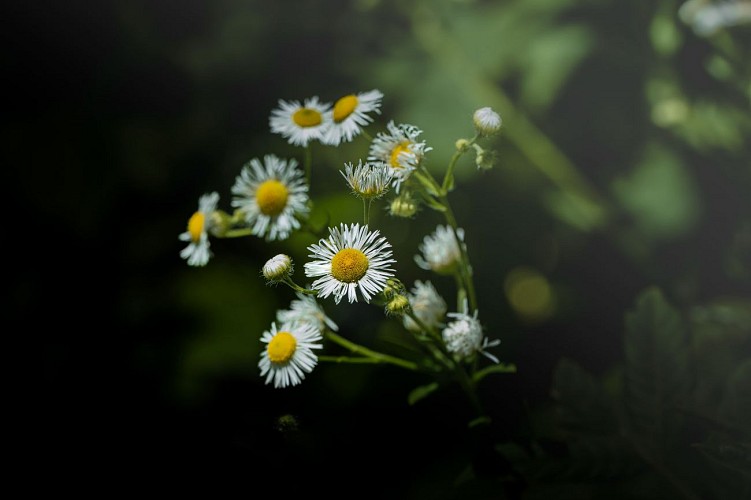 Hiking: the Baptiste stone_Farges