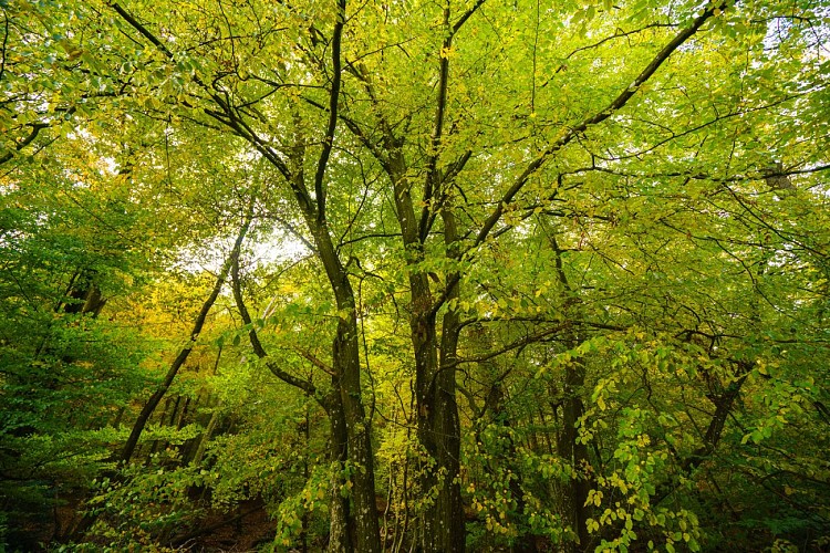 Foret Nassogne générique brr